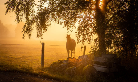 Horse in foggy sunrise over pasture in Swedenの写真素材