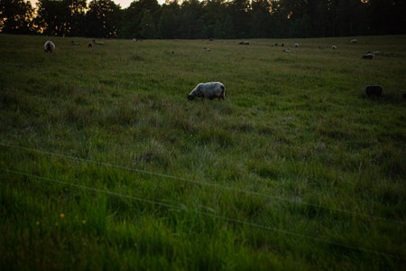 Sheep in sunset on Hovdala Hills in Hassleholm, Swedenの写真素材