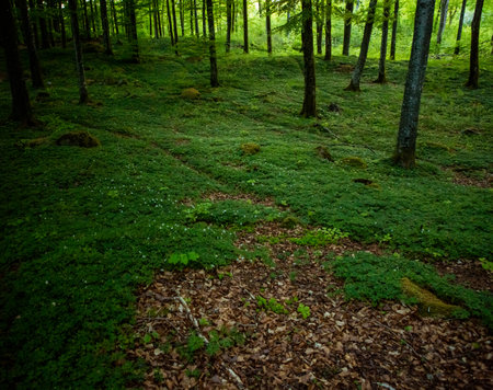 Magic green summer forest in south Swedenの写真素材