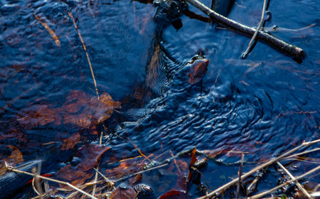 Rinning water in spring forestの写真素材