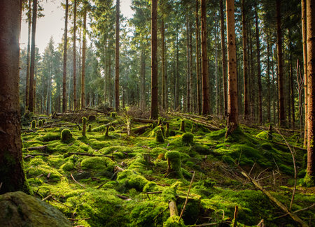 Sun shining through forest landscape in Hassleholm, Sweden