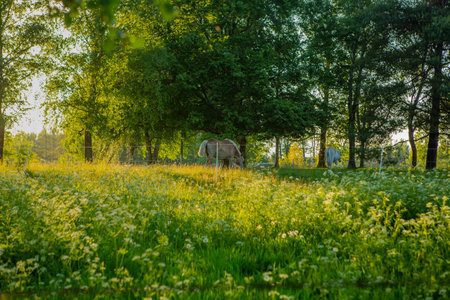 Horses in sunlight on summer meadowの写真素材