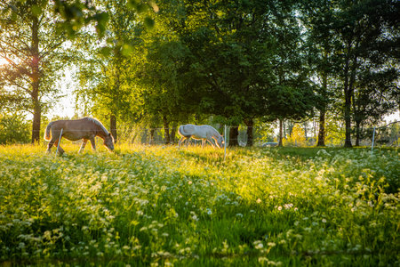 Horses in sunlight on summer meadowの写真素材
