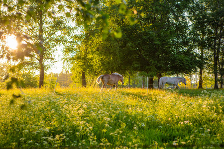 Horses in sunlight on summer meadowの写真素材