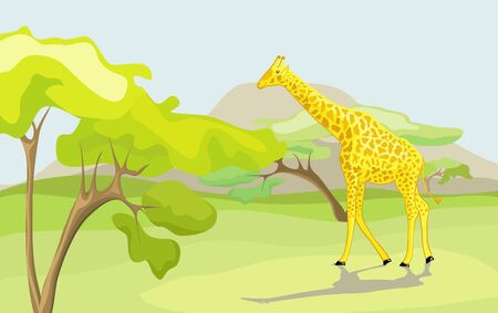 Giraffe in the wild nature on a white backgroundのイラスト素材