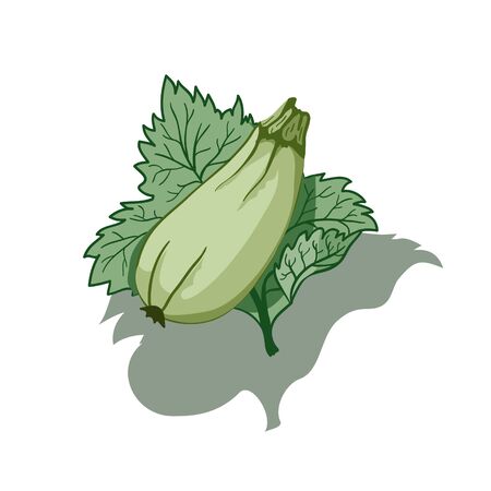 Green vegetable marrow lies on fresh leafのイラスト素材