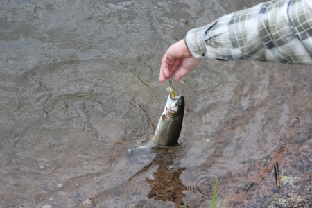 Trout on the hookの写真素材