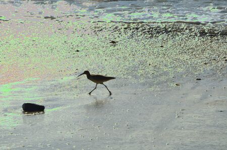 Short Billed Dowitcher on laguna beachの写真素材