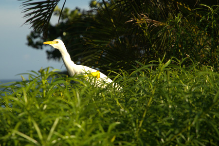 The Cattle Egret  Bubulcus ibis  is a cosmopolitan species of heron  family Ardeidae  , Hawaiiの写真素材
