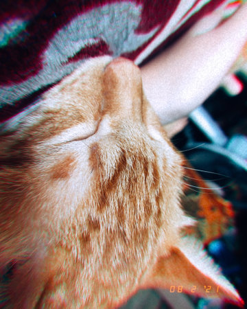 Cat lover