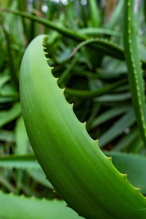 simply green aloe spiked leave vertical background photoの写真素材