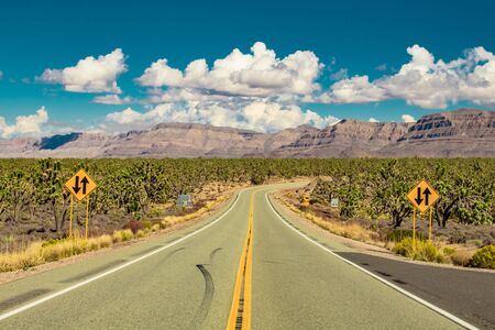 Road in arizona desert through Joshua trees forest with yellow road signsの写真素材