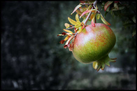 a pomegranate not yet ripe but on which traces of the final color begin to show