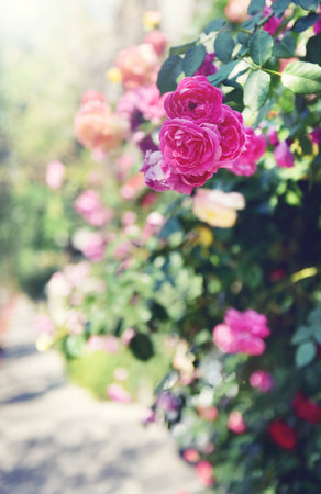 Rosa chinensisの写真素材