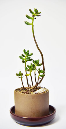 Succulent plantsの写真素材