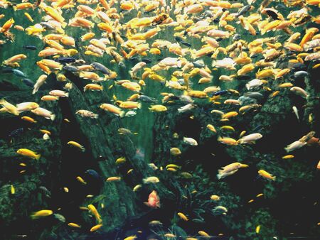 Aquarium fishの素材