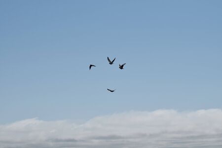 Four flying dove