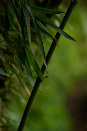 bambooの写真素材