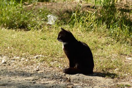 black cat sittingの写真素材