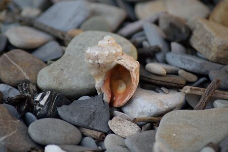 shell clamの写真素材