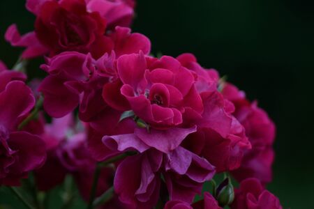 budded rose bushの写真素材