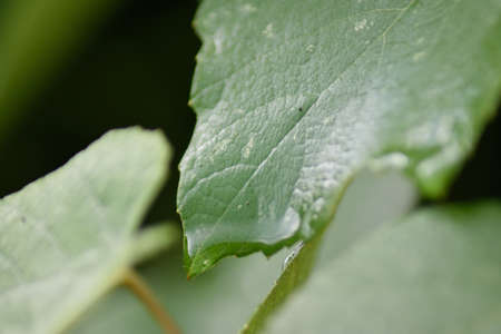 a drop of water on a leaf of grapes