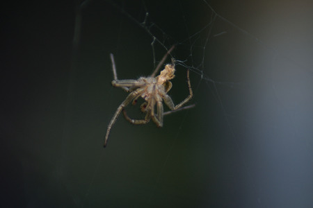 dropped spider skinの写真素材