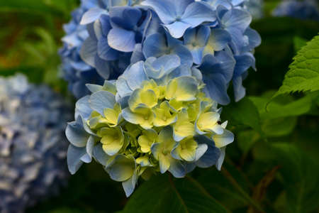 hydrangeaの写真素材
