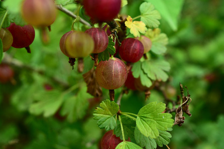 berries of gooseberry