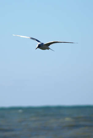 Seagull flying in the blue sky over the Baltic Sea.