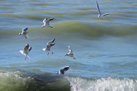 Seagulls flying over the sea. Seascape.