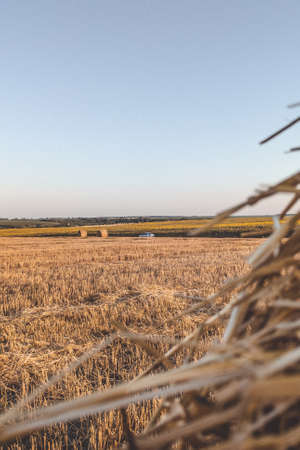 Field of hay rolls in sunsetの写真素材