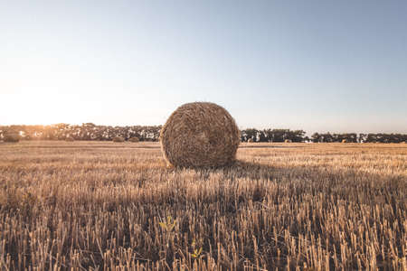 Field of hay rolls in sunset