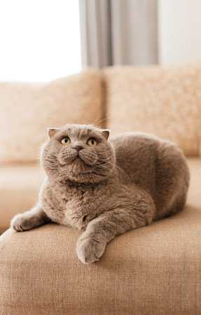 Funny short haired domestic British cat indoor at home. Kitten resting and relax on sofa. Pet care and animals conceptの写真素材