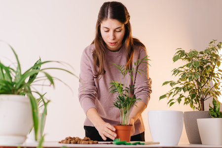 hands plant a plant in a new pot. Home gardening and care. Using expanded clay for transplanting...