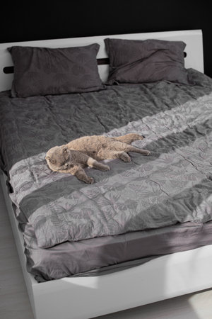cat resting on the bed. British cat