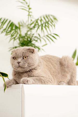 British Shorthair cat lying on white table.の写真素材
