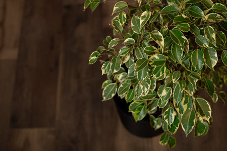 Trending indoor plants - potted ficus benjamina against white wall in the modern interior under the sunlight with shadows on the wall background. House plants care conceptの写真素材