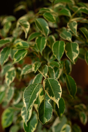 Ficus benjamina Starlight leaves close upの写真素材