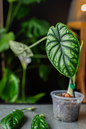 Alocasia Baginda Dragon Scale starting to bloom with a tiny white flower. Beautiful leaf of alocasia plantの写真素材