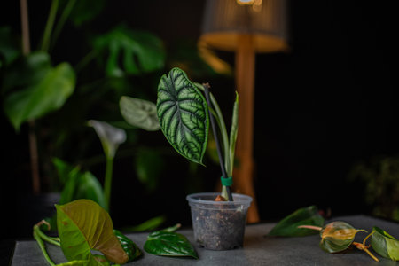 beautiful alocasia dragon silver flower on the table.の写真素材