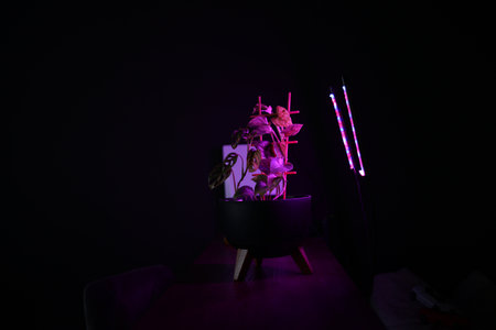 phytolamps illuminate potted plants at the window during winter time. Special lighting continuation...