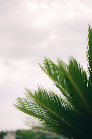 green leaf background leave palm tree backgroundの写真素材