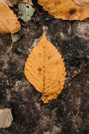 A Beautiful Autumn Leaf Set Against a Natural Background, Capturing Natures Essenceの写真素材