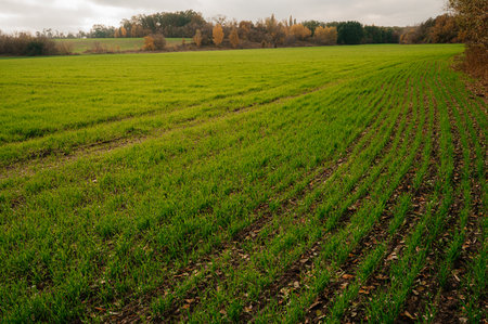 Autumn green wheat field shining in the setting sun and hillsの写真素材