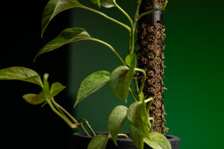 pole for plants, a houseplant on a moss pillar against a black wall as a background. A moss pole is...