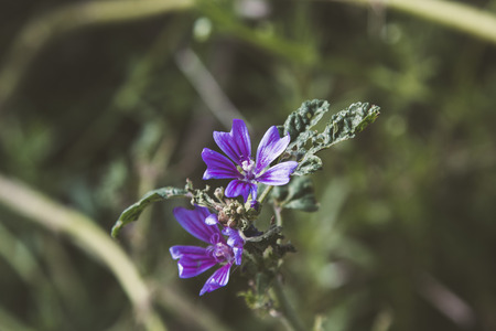 Background flower purple field of grassの写真素材