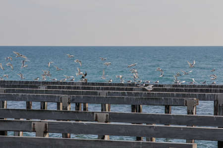Sea background pylons with seagulls in flightの写真素材