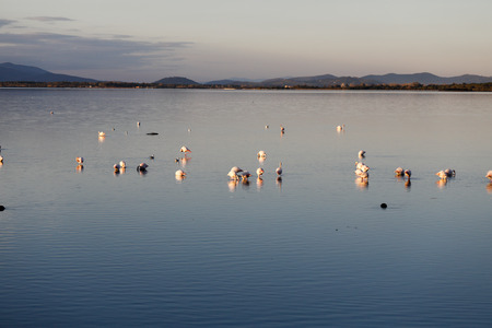 Pink flamingos in the lagoonの写真素材