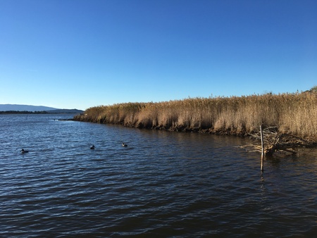 Ears of wheat sea ducks lake dockの写真素材